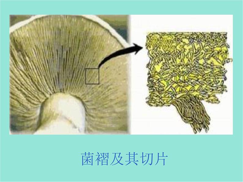 五年级上册科学课件－第4课《蘑菇》｜鄂教版 (共19张PPT)06