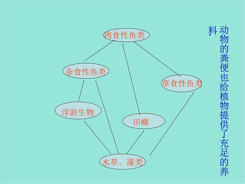 五年级上册科学课件－第13课《做个小生态瓶》｜鄂教版 (共19张PPT)04