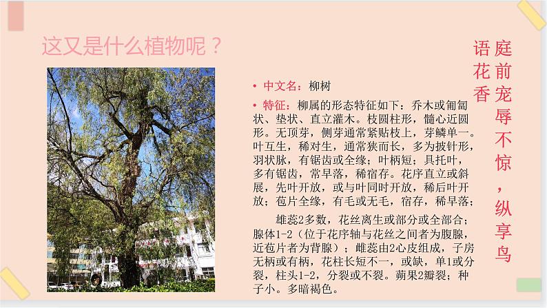 四年级上册科学课件-6校园里有哪些植物 （PPT10张） 鄂教版03