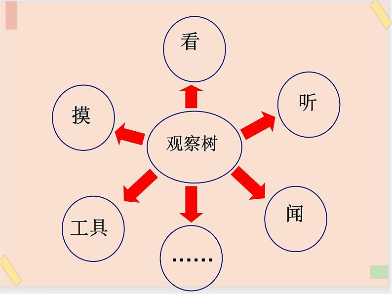 四年级上册科学课件-2.7 观察一棵树-鄂教版 (共20张PPT)第2页