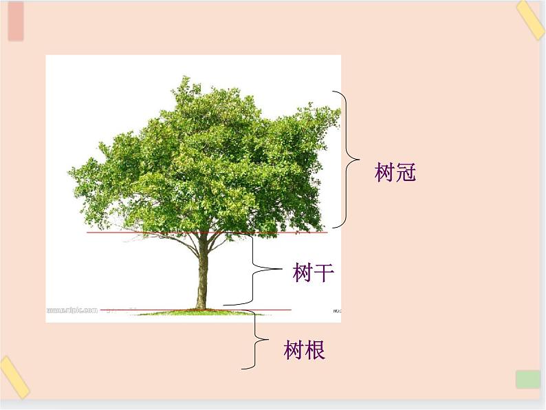 四年级上册科学课件-2.7 观察一棵树-鄂教版 (共20张PPT)第3页