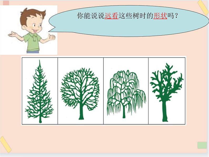 四年级上册科学课件-2.7 观察一棵树-鄂教版 (共20张PPT)第7页