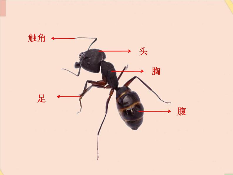 四年级上册科学课件－9观察蚂蚁 ｜鄂教版  (共15张PPT)05