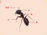 四年级上册科学课件－9观察蚂蚁 ｜鄂教版  (共15张PPT)