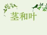 教科版四年级下册1-4《茎和叶》课件