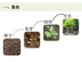 教科版四年级下册1-4《茎和叶》课件