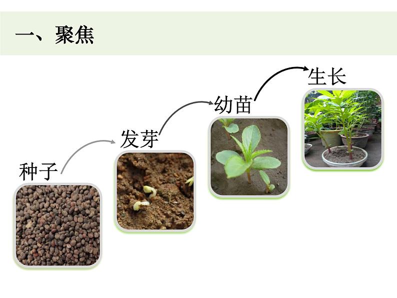 教科版四年级下册1-4《茎和叶》课件02