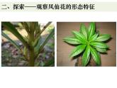 教科版四年级下册1-4《茎和叶》课件