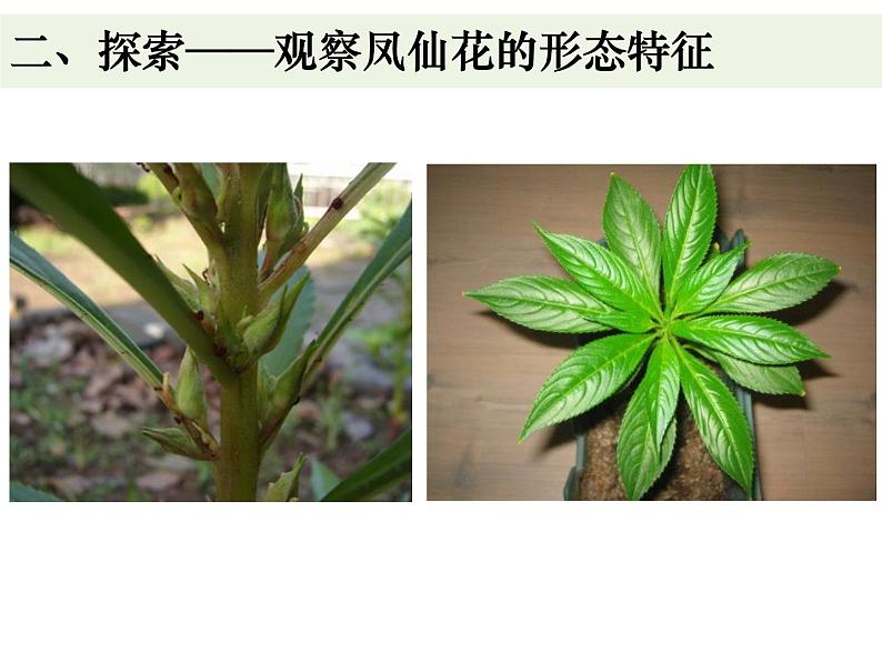 教科版四年级下册1-4《茎和叶》课件03