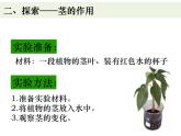 教科版四年级下册1-4《茎和叶》课件