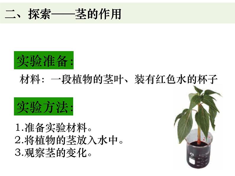 教科版四年级下册1-4《茎和叶》课件04