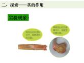 教科版四年级下册1-4《茎和叶》课件