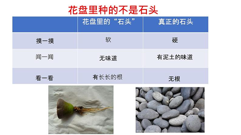 粤教粤科版 小学 科学  2 我有好奇心  课件04