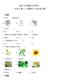 小学科学教科版 (2017)一年级上册3.观察叶课时练习