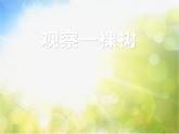 2022鄂教版科学四年级上册第7课《观察一棵树》ppt课件_2