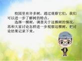 2022鄂教版科学四年级上册第7课《观察一棵树》ppt课件_2