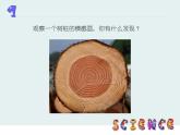 2022鄂教版科学五年级上册第3课《树木中的纹路》ppt课件