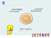 2022鄂教版科学五年级上册第3课《树木中的纹路》ppt课件