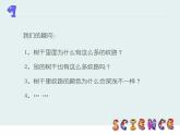 2022鄂教版科学五年级上册第3课《树木中的纹路》ppt课件