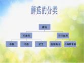 2022鄂教版科学五年级上册第4课《蘑菇》ppt课件