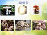 2022鄂教版科学五年级上册第4课《蘑菇》ppt课件