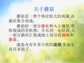2022鄂教版科学五年级上册第4课《蘑菇》ppt课件