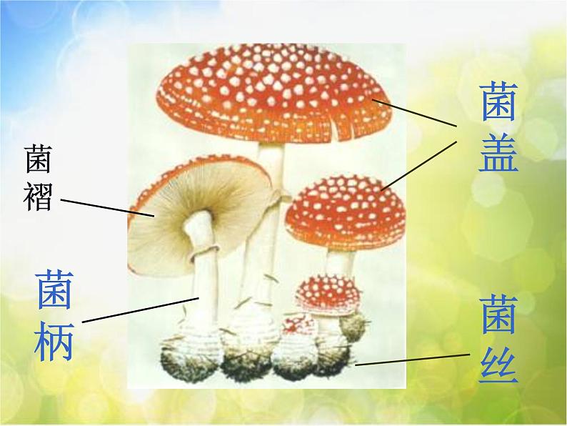 2022鄂教版科学五年级上册第4课《蘑菇》ppt课件05