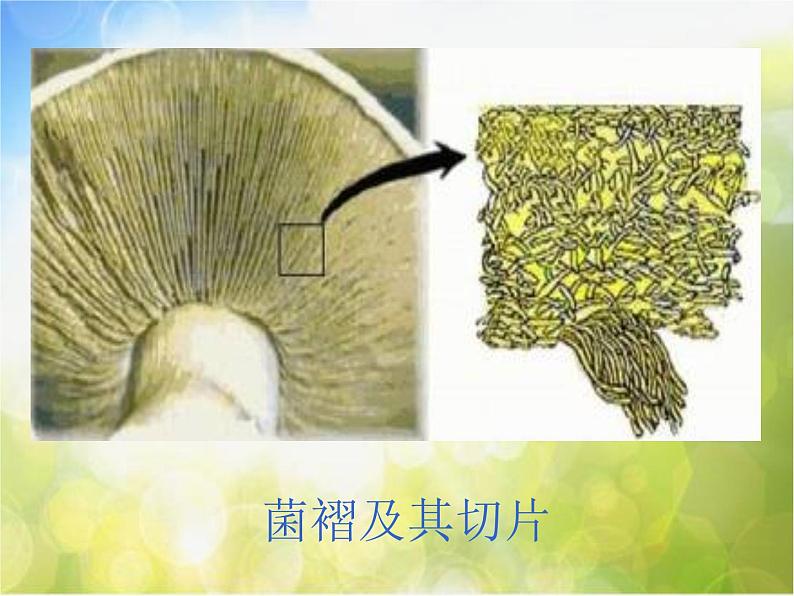 2022鄂教版科学五年级上册第4课《蘑菇》ppt课件06
