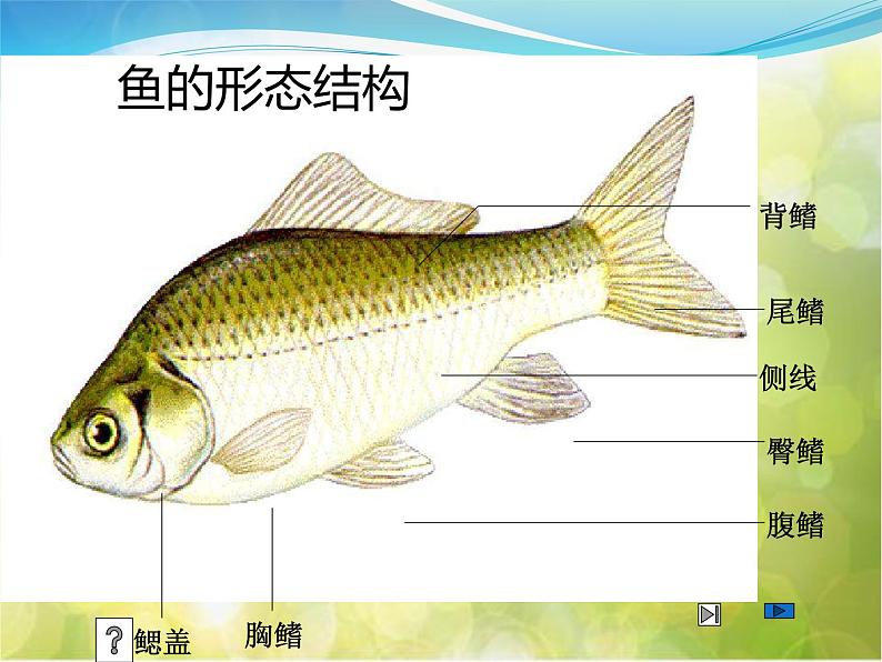 2022鄂教版科学五年级上册第8课《鱼》ppt课件第7页