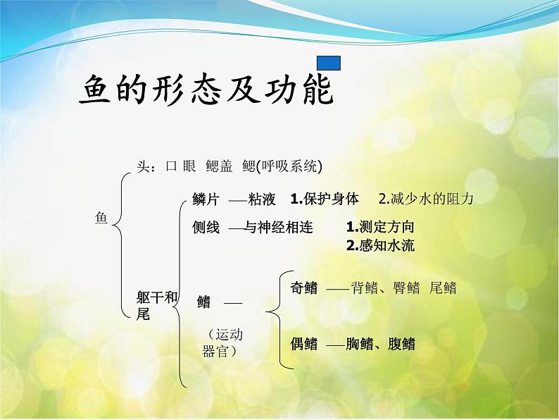 2022鄂教版科学五年级上册第8课《鱼》ppt课件第8页