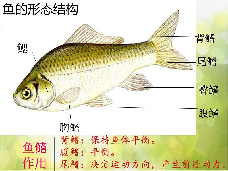 2022鄂教版科学五年级上册第8课《鱼》ppt课件204