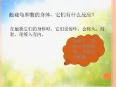 2022鄂教版科学五年级上册第10课《龟和鳖》ppt课件_2