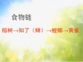 2022鄂教版科学五年级上册第12课《池塘生物的相互联系》ppt课件