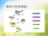 2022鄂教版科学五年级上册第12课《池塘生物的相互联系》ppt课件