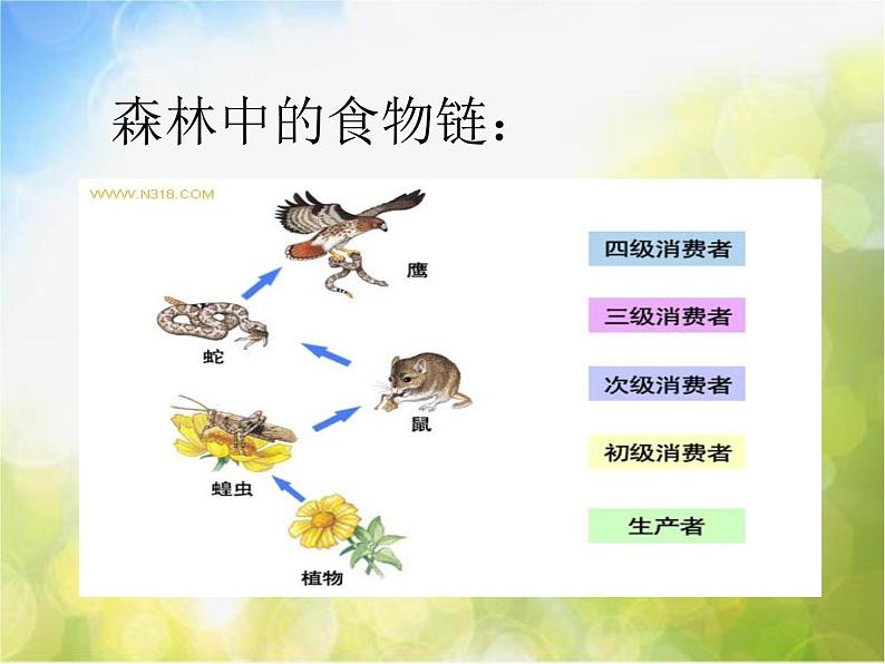 2022鄂教版科学五年级上册第12课《池塘生物的相互联系》ppt课件03