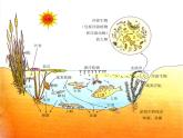2022鄂教版科学五年级上册第12课《池塘生物的相互联系》ppt课件_1