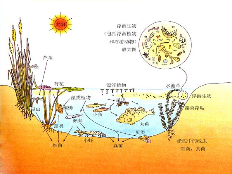 2022鄂教版科学五年级上册第12课《池塘生物的相互联系》ppt课件_105