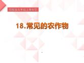 2022鄂教版科学五年级上册第19课《常见的农作物》ppt课件