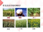 2022鄂教版科学五年级上册第19课《常见的农作物》ppt课件