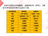 2022鄂教版科学五年级上册第19课《常见的农作物》ppt课件