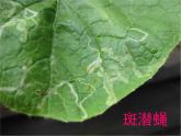 2022鄂教版科学五年级上册第23课《防治病虫害》ppt课件_1