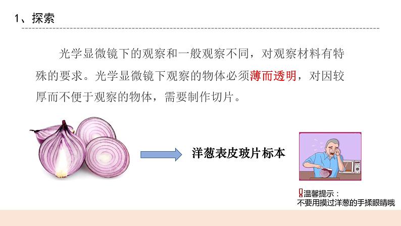 教科版2017科学6上4《观察洋葱表皮细胞》PPT+教案05