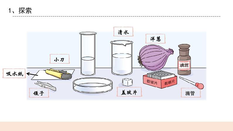教科版2017科学6上4《观察洋葱表皮细胞》PPT+教案06