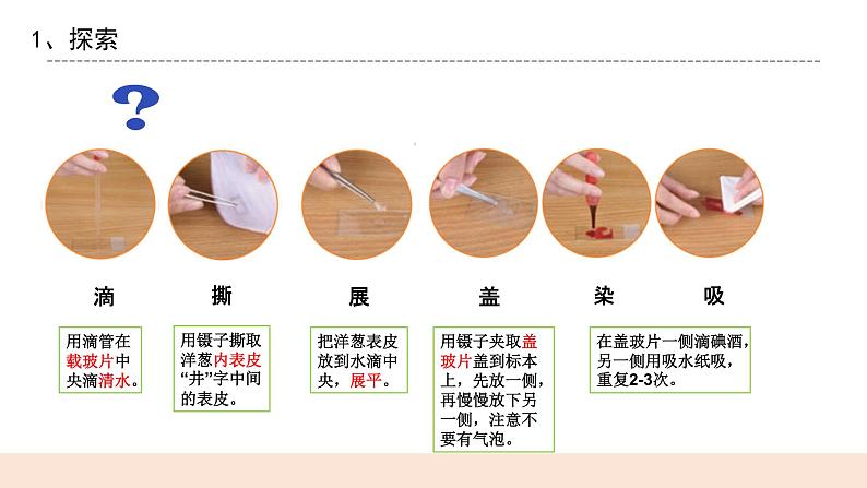 教科版2017科学6上4《观察洋葱表皮细胞》PPT+教案07