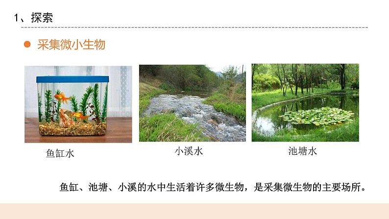 教科版2017科学6上6《观察水中的微小生物》PPT+教案04