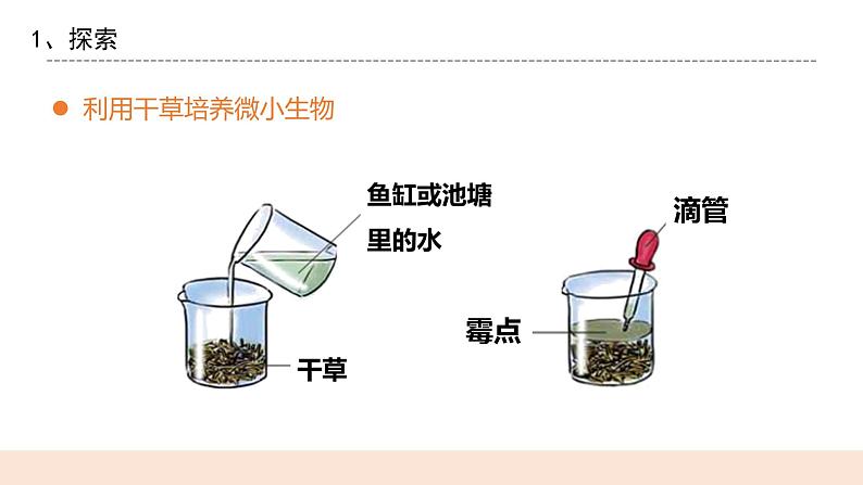 教科版2017科学6上6《观察水中的微小生物》PPT+教案05