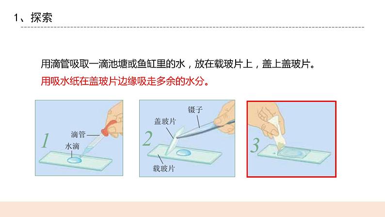 教科版2017科学6上6《观察水中的微小生物》PPT+教案07