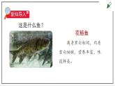 苏教版四上科学1.2《鱼类》PPT课件