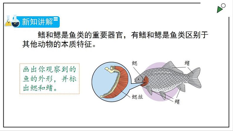 苏教版四上科学1.2《鱼类》PPT课件08