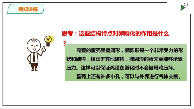 粤教粤科版科学四上1.6《母鸡生蛋了》PPT课件06